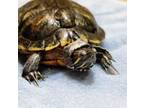 Adopt Hercules a Turtle