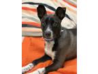 Adopt Dakota a Mixed Breed