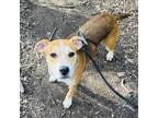 Adopt Sparky a Mixed Breed