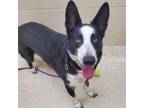 Adopt Jax a German Shepherd Dog, Border Collie