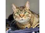 Adopt Grady a Domestic Short Hair