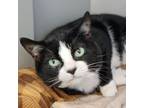 Adopt Oreo a Domestic Short Hair