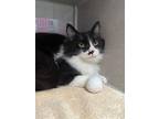 Adopt Grimace a Domestic Short Hair