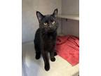 Adopt Oliver a Domestic Short Hair