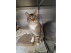 Adopt Tyson a Domestic Short Hair