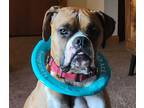 Adopt Gunner *Adoption Pending* a Boxer