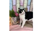 Adopt Bacon a Domestic Short Hair