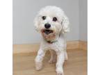 Adopt Casey D16009 a Poodle