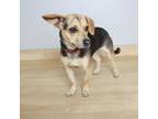 Adopt Rufus D15976 a Beagle