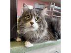 Adopt Michu a Domestic Long Hair, Domestic Short Hair