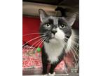 Adopt Cabbage a Domestic Short Hair