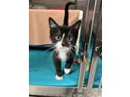 Adopt Turnip a Domestic Short Hair