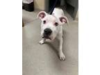 Adopt Pig 122970 a Pit Bull Terrier