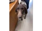 Adopt Odin 123610 a German Shorthaired Pointer