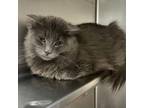 Adopt Eugene(working Cat) CI 3 a Domestic Medium Hair