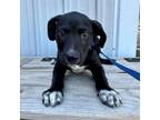Adopt Frigidaire K 1 a Pit Bull Terrier, Mixed Breed