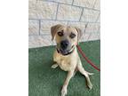 Adopt Groot a Beagle, Labrador Retriever