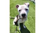 Adopt Spotty a Pit Bull Terrier, Mixed Breed