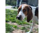 Adopt Beaux a Hound