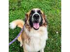 Adopt Goku a Saint Bernard, Great Pyrenees