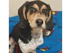 Adopt Pooh a Hound, Beagle