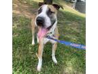 Adopt Chubbs a Shar-Pei, Pit Bull Terrier