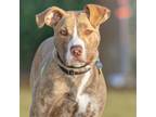 Adopt CAESAR a Pit Bull Terrier, Mixed Breed