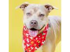 Adopt SLOTH a Pit Bull Terrier
