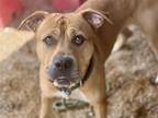 Adopt CHOP a American Staffordshire Terrier, Mixed Breed