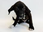 Adopt SHAMMY a Labrador Retriever, Mixed Breed