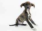 Adopt PICKLE a Labrador Retriever, Mixed Breed