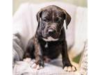 Adopt Terry Murphy a Pit Bull Terrier