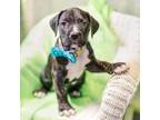 Adopt Frankie Murphy a Pit Bull Terrier