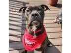 Adopt Ricky Bobby a Pit Bull Terrier