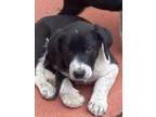 Adopt Gromit a Bluetick Coonhound, Basset Hound
