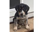 Adopt Clifford a Bluetick Coonhound, Basset Hound