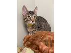 Adopt Charlie Catlin a Domestic Short Hair