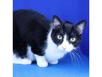 Adopt Gomez- 041620S a Domestic Short Hair