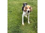 Adopt Boris a Foxhound, Hound