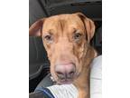 Adopt Scoobie Doo a Pit Bull Terrier