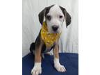 Adopt Evan a Mixed Breed