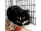 Adopt Montana a Domestic Short Hair