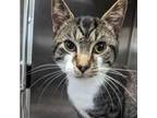 Adopt RIVER Available NOW - ADOPTION or RESCUE! a Domestic Short Hair