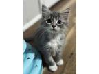 Adopt Hoggle a Domestic Short Hair