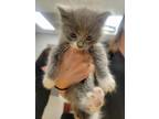 Adopt KItten 1 a Domestic Medium Hair, Domestic Short Hair