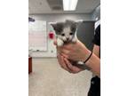 Adopt Kitten 1 a Domestic Short Hair