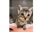 Adopt Kitten 6 a Domestic Short Hair