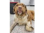 Adopt 55724694 a Australian Shepherd, Mixed Breed