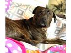 Adopt HAMILTON a Plott Hound