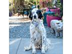 Adopt Marbles a Setter